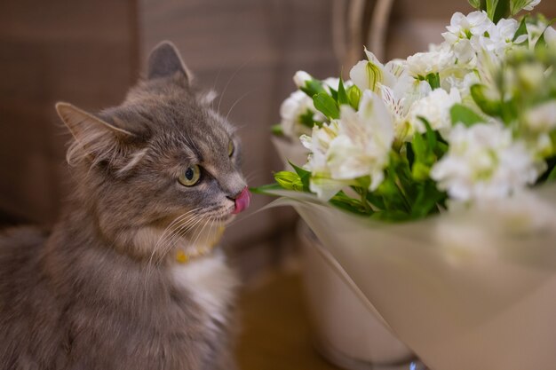 Cat huele un ramo de flores frescas de primavera con ranúnculos en casa. Postal acogedora y tierna.