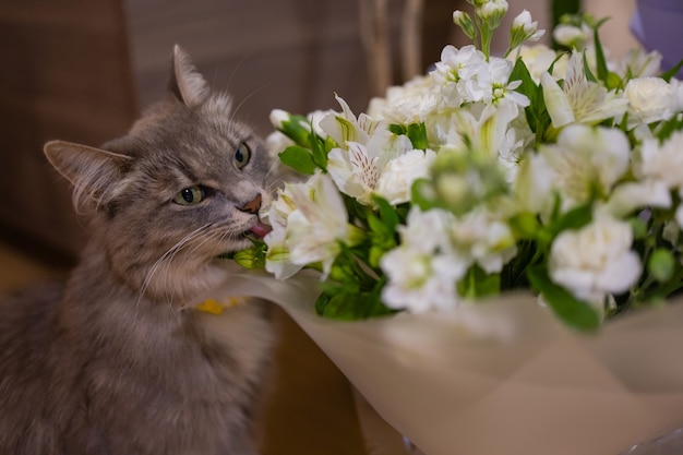 Cat huele un ramo de flores frescas de primavera con ranúnculos en casa. Postal acogedora y tierna.