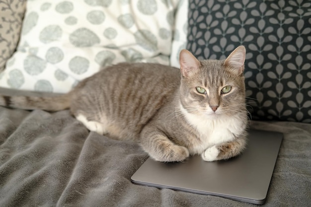 Cat legte sich auf den Laptop, er langweilte sich und beschloss, den Besitzer daran zu hindern, mit dem Ultrabook zu arbeiten