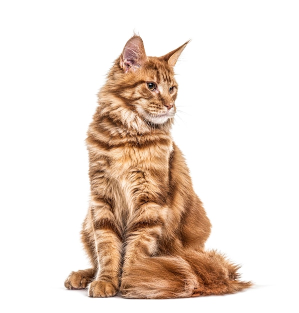 Cat Main coon gengibre olhando para baixo isolado