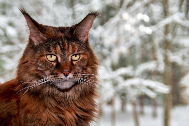 Cat Maine Coon a Gentle Giant senta-se junto à janela com a paisagem de inverno