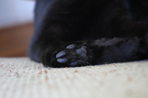 Foto cat paw