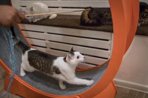 Cat's Portrait Hauskatze auf einem unscharfen Hintergrund Cat Shelter