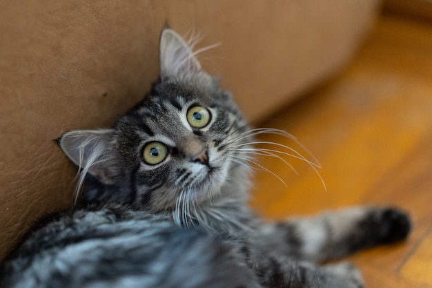 Cat schaut vorsichtig mit weit geöffneten Augen