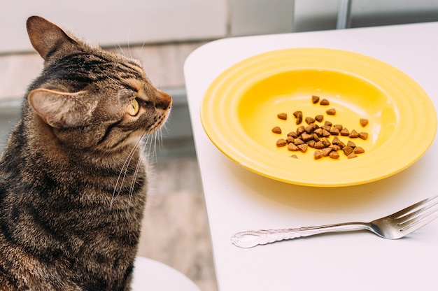 Cat se sienta en una silla a la mesa con un plato y un tenedor.