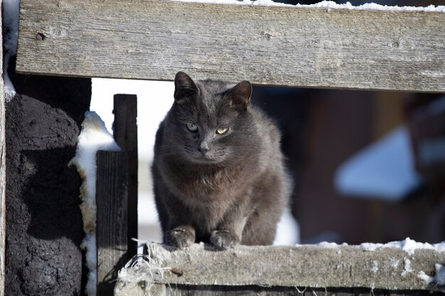 Cat se sienta en una valla en el pueblo. Foto de alta calidad