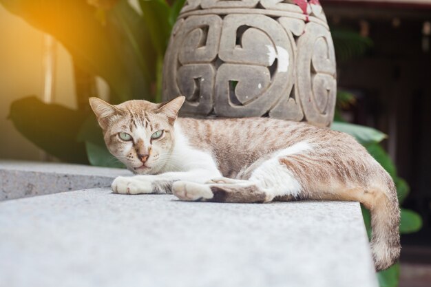 Cat Sitting On-Wegweise und Betrachten der Kamera.