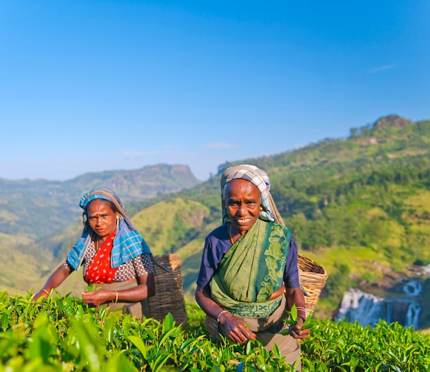 Catadores de chá em uma plantação no Sri Lanka