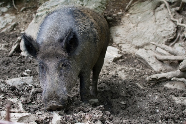 CATALAN WILD BOAR PIG BUSCA ALIMENTOS EN MUD EN EL BOSQUE