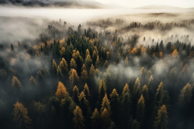 Catálogo de fotografías de bosques lleno de momentos naturales y paisajísticos para los amantes de la naturaleza.