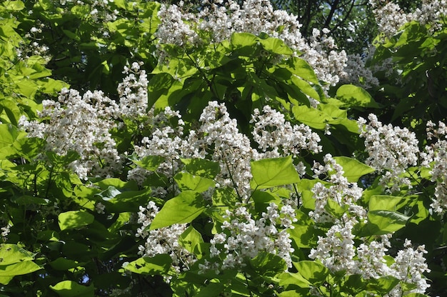 Foto el catalpa en flor