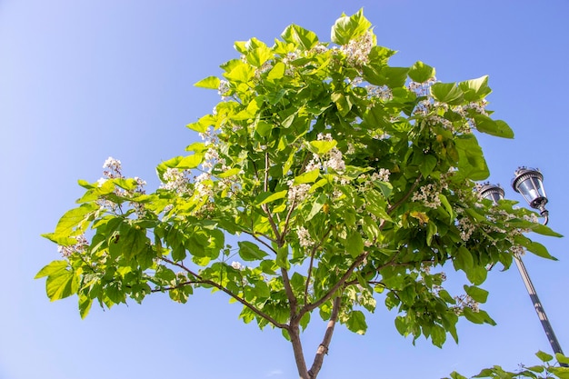 Catalpa Árboles ornamentales en el parque Hojas verdes sobre fondo de cielo azul