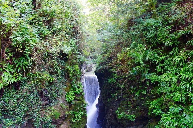 Foto catarata en el bosque