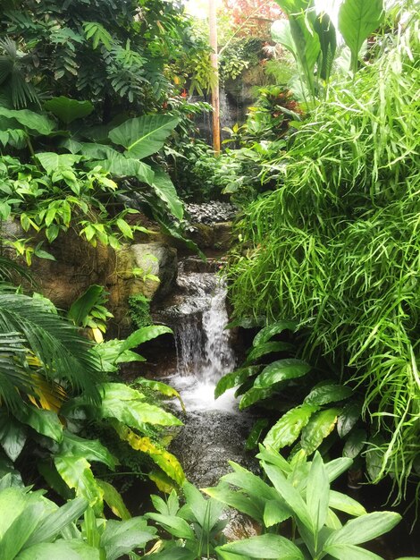 Foto catarata entre las plantas en el bosque