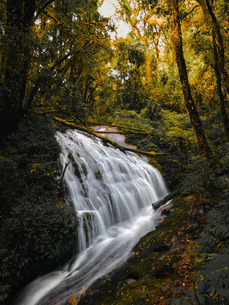 Foto cataratas en el bosque