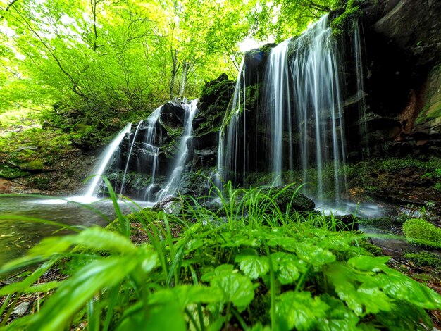 Foto cataratas en el bosque