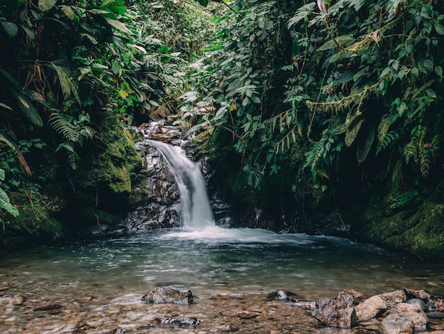 Foto cataratas en el bosque