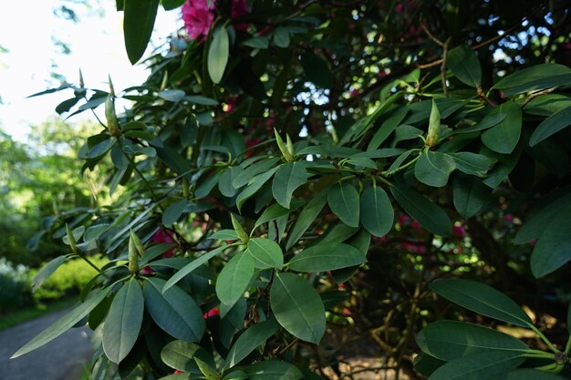 Catawba Rhododendron no fundo desfocado natural