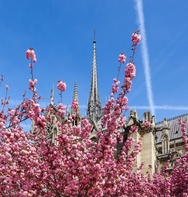 Catedral de Notre Dame em flor de cerejeira primavera em paris, frança, abril antes do incêndio