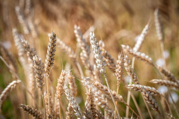 Foto categoría de variedad antigua de trigo en el campo.