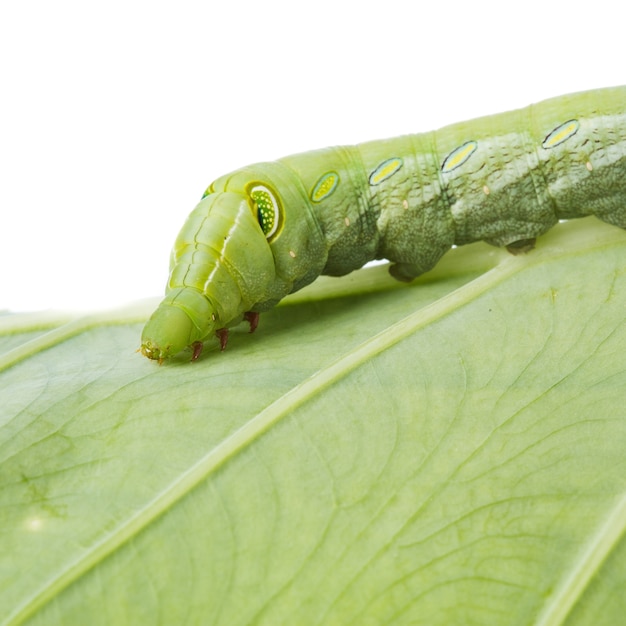 Foto catepillar isolado no fundo branco