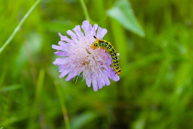 Caterpillar se arrastra sobre una flor morada