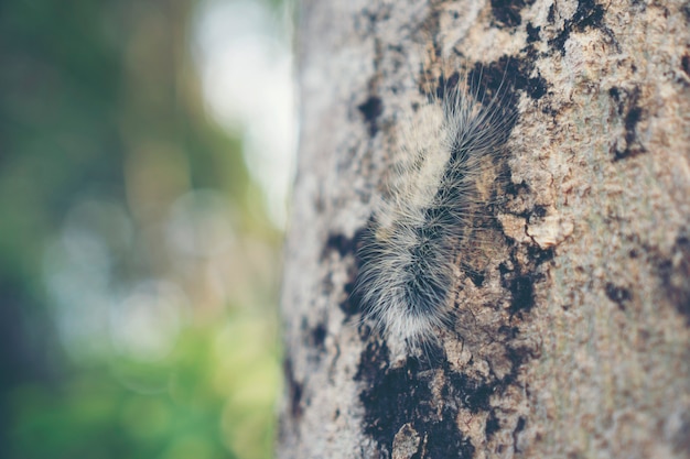 Caterpillar arrastrándose en el árbol