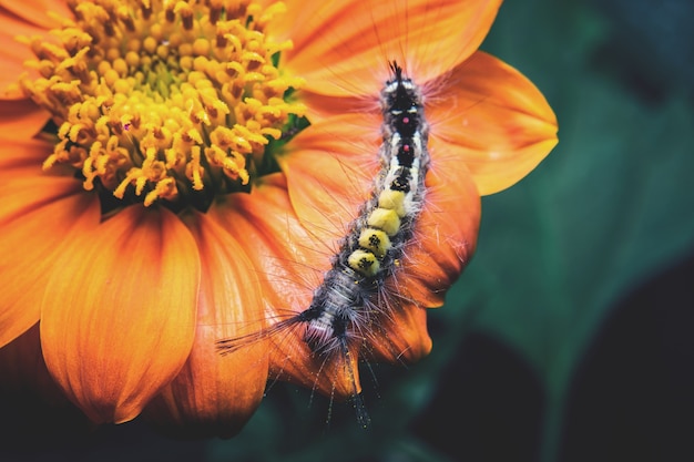 Caterpillar Auf den Blumen