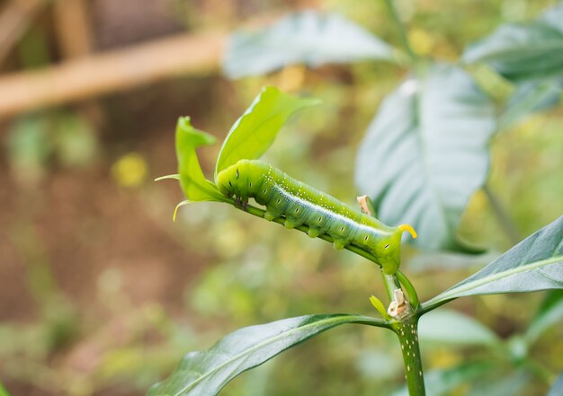 Caterpillar comiendo verde