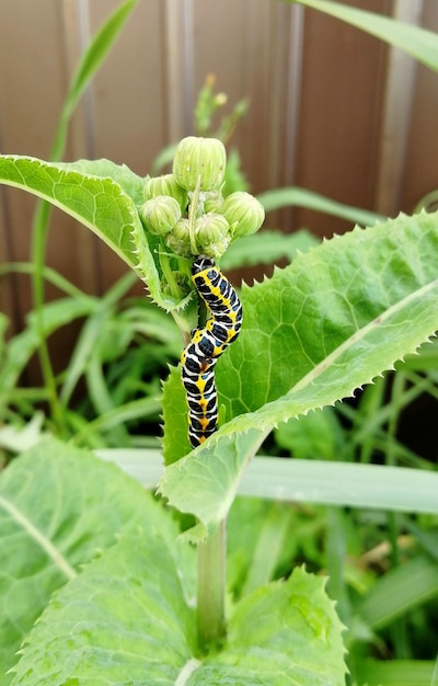 Caterpillar cucullia lactucae auf dem Sonchus