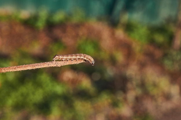 Caterpillar Cutworm oder Noctuid Moth lat Noctuidae Die Raupe sucht Schutz vor dem Wintereinbruch