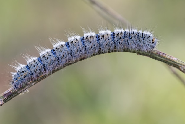 Caterpillar em seu ambiente natural