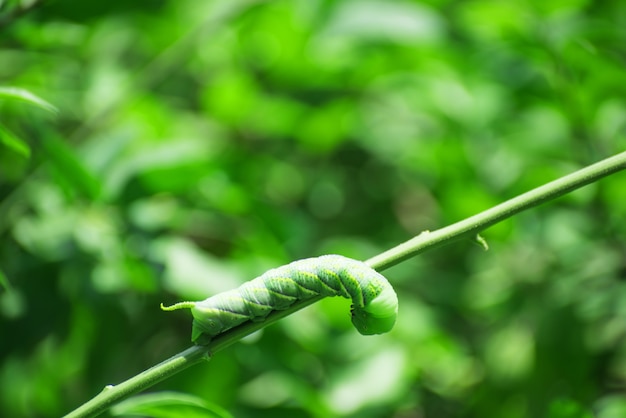 Caterpillar, großer grüner Wurm, riesiger grüner Wurm