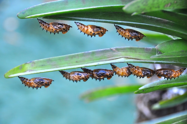 Caterpillar en hojas de orquídeas