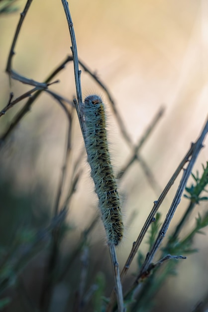 Foto caterpillar in seiner natürlichen umgebung