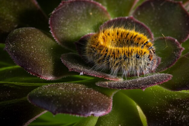 Caterpillar in seiner natürlichen Umgebung.