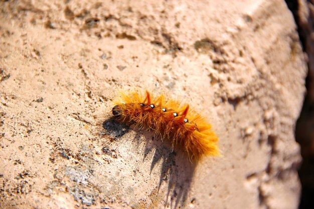 Caterpillar lanudo naranja arrastrándose sobre una piedra de hormigón