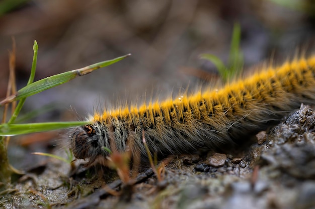 Caterpillar macrothylatia rubi en un camino forestal macro fotografía detalles vida silvestre