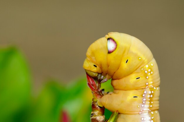 Caterpillar Oleander Hawk-Motte auf einem grünen Blatt