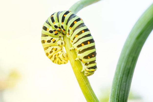 Caterpillar Papilio Machaon arrastrándose sobre una rama de eneldo Macrophoto