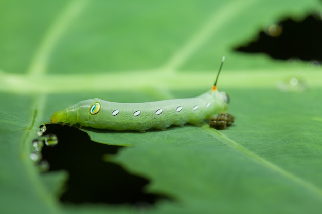 Foto caterpillar que come planta verde com esterco.