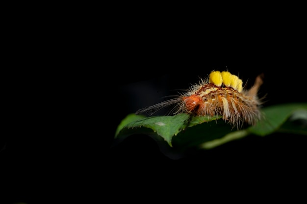 Caterpillar sobre fondo de hoja verde en el fondo de la naturaleza animalwild