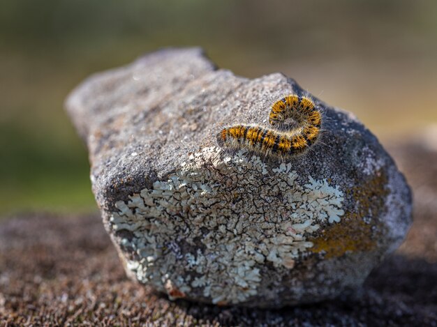 Caterpillar en su entorno natural.