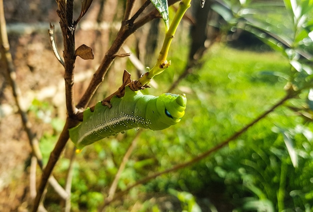 Caterpillar verde que se mueve en la ramificación de árbol.