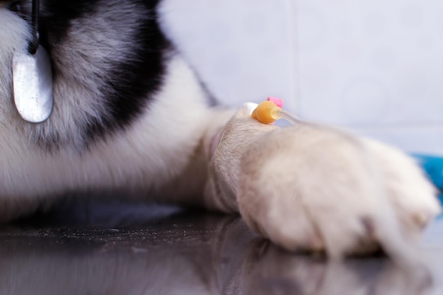 Catéter insertado en la pata del perro.