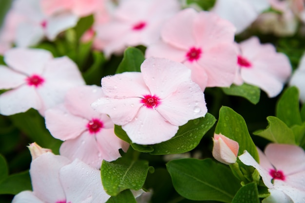 Catharanthus-Blumen. Sommerrosa weiße Blumen in Tropfen Morgentau. Straßenbett aus tropischen Blumen, natürlichen Hintergrund hautnah.