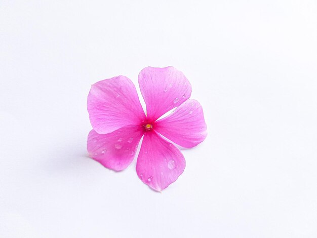 Foto catharanthus roseus aislado sobre fondo blanco.