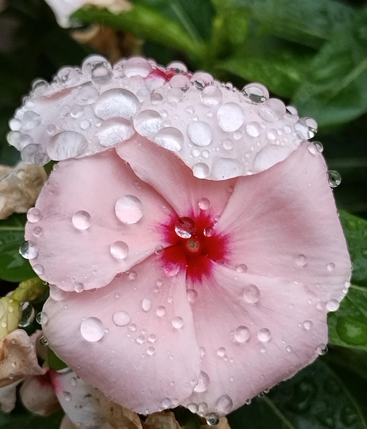 Foto catharanthus roseus (cataranto rosado)