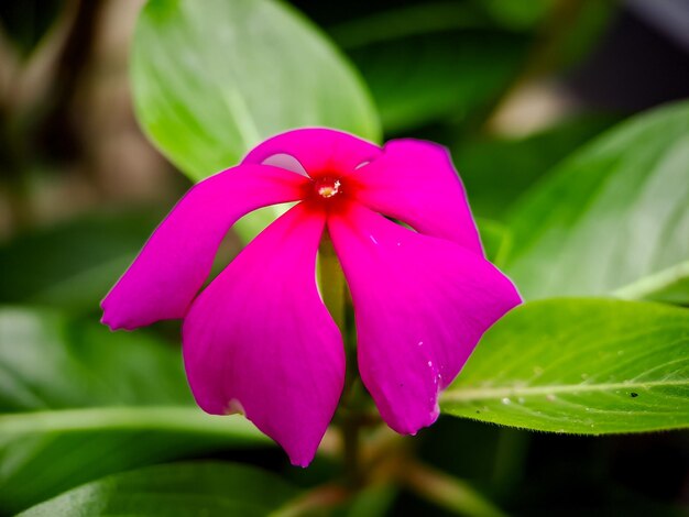 Catharanthus roseus comumente conhecido como olho brilhante Cape pervinca planta grave Pervinca de Madagascar velha solteirona pervinca rosa pervinca rosa como uma planta medicinal ornamental