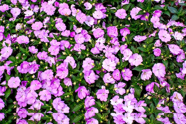 Catharanthus roseus, fondo de textura de ojos brillantes.